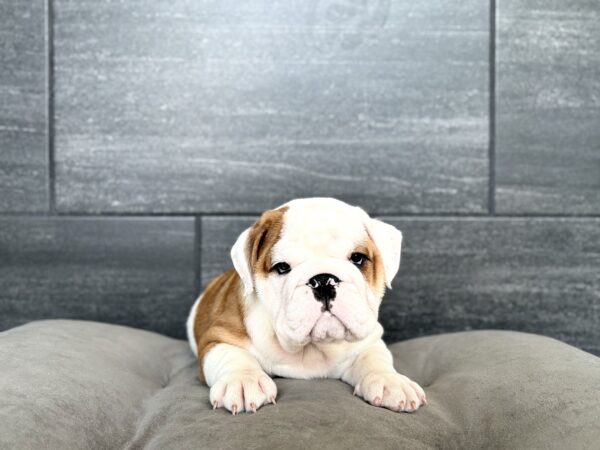 [#26312-02]  - M Bulldog Puppies for Sale
