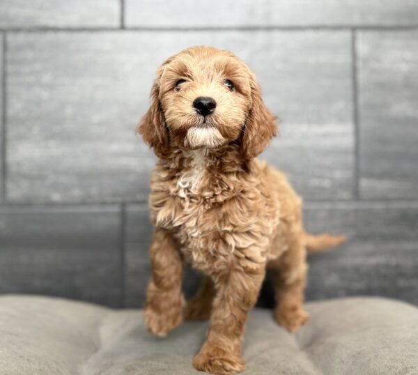[#261360-01]  - Red M Cockadoodle F1 Puppies for Sale