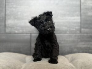 Petland Murfreesboro, Tennessee Scottish Terrier puppy available