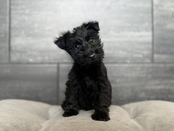 [#261343-05]  - Black F Scottish Terrier Puppies for Sale