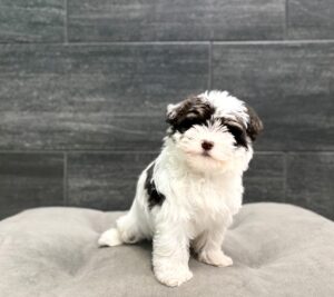 Petland Murfreesboro, Tennessee Havanese puppy available