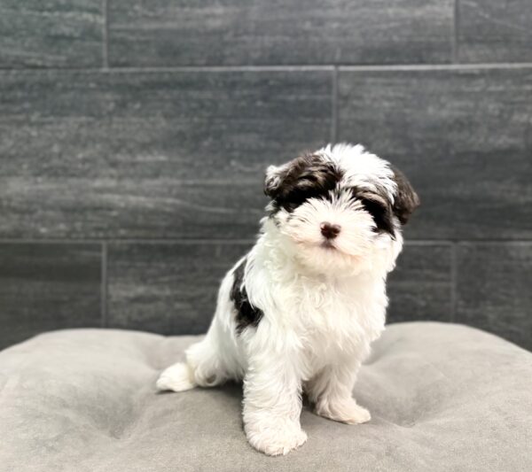 [#261400-02]  - Chocolate / White F Havanese Puppies for Sale
