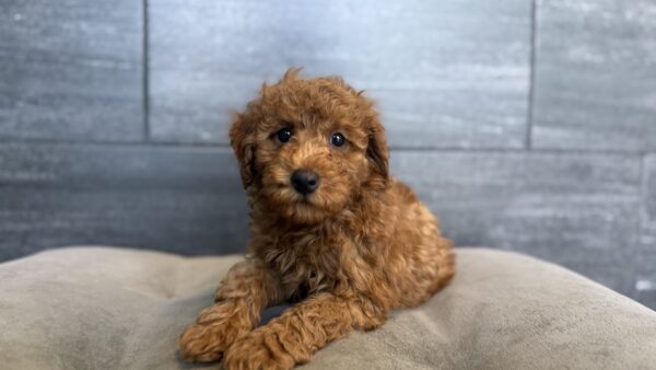 [#261427-01]  - Red M Goldendoodle Mini F1b Puppies for Sale