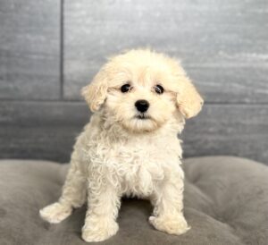 Petland Murfreesboro, Tennessee Maltipoo puppy available