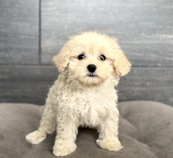 [#261159-06]  - Cream F Maltipoo Puppies for Sale