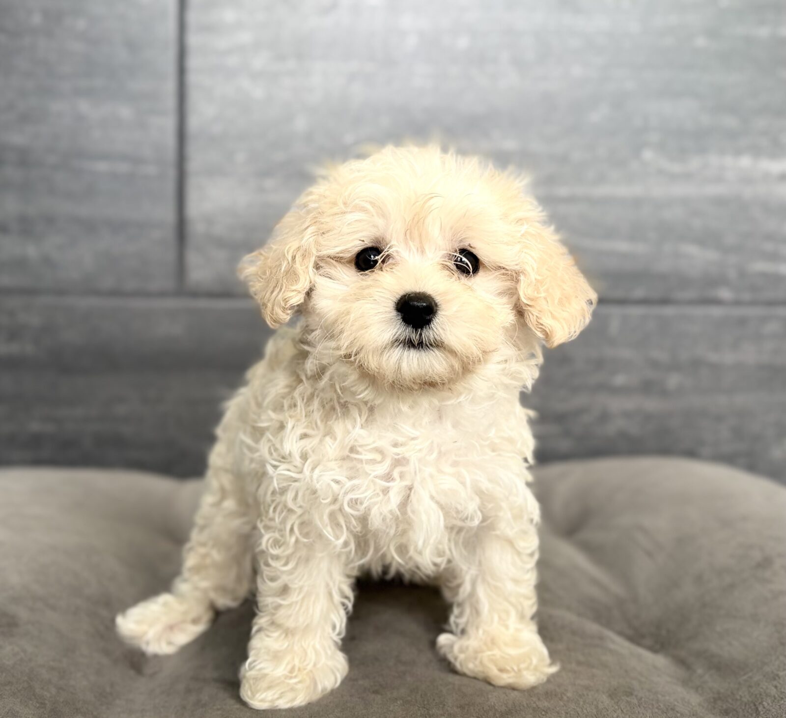Maltipoo – 4417