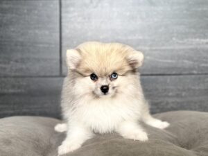 Petland Murfreesboro, Tennessee Pomeranian puppy available