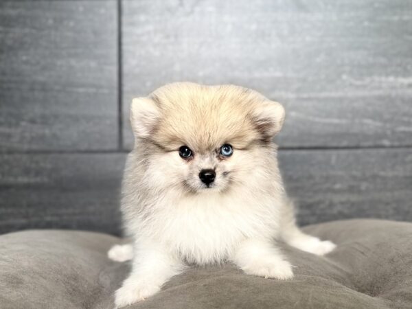 [#2625-01]  - Blue Merle M Pomeranian Puppies for Sale