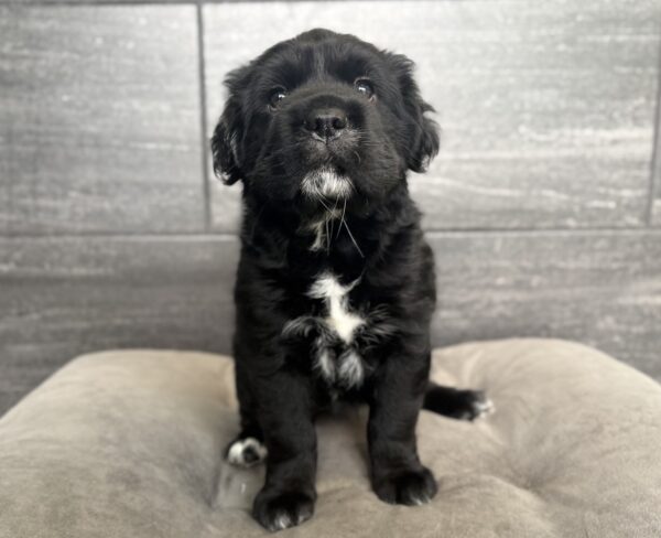 [#261040-04]  - Black F Hippo Mini Puppies for Sale