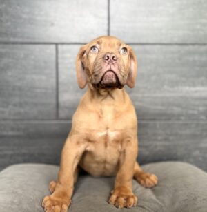 Petland Murfreesboro, Tennessee Dogue de Bordeaux puppy available