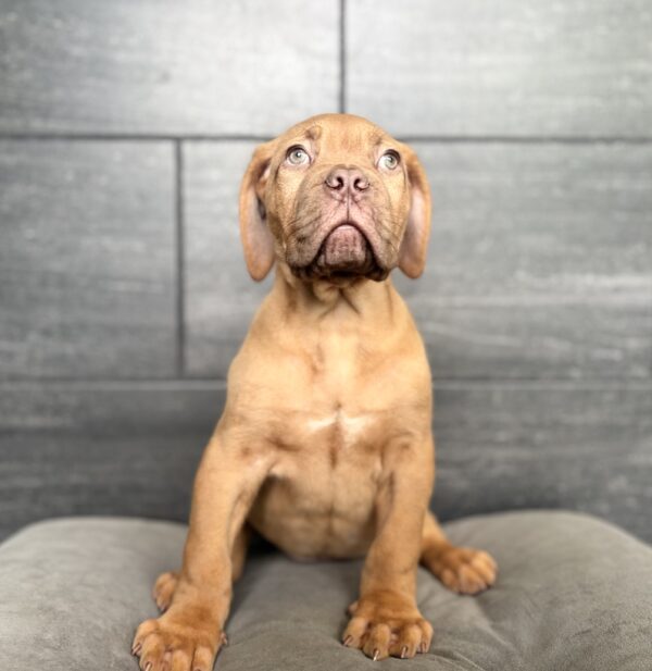 [#N04466]  - Red M Dogue De Bordeaux Puppies for Sale