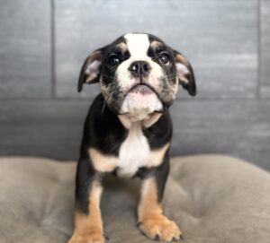 Petland Murfreesboro, Tennessee English Bulldog puppy available