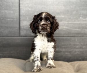 Petland Murfreesboro, Tennessee Cocker Spaniel puppy available