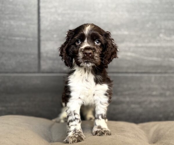 [#26351-04]  - Chocolate / White M Cocker Spaniel Puppies for Sale