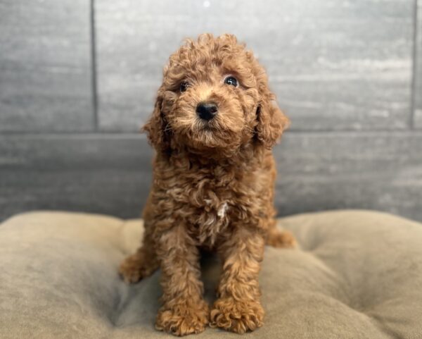 [#26289-04]  - M Goldendoodle Mini Puppies for Sale