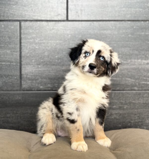 [#N05568]  - Blue Merle M Miniature Australian Shepherd Puppies for Sale