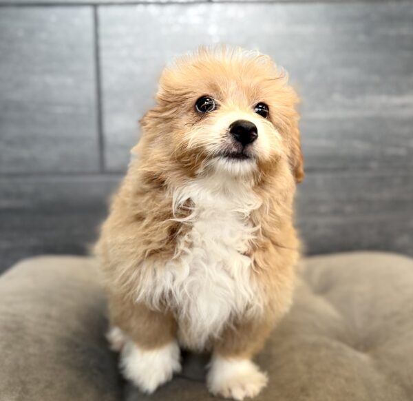 [#N05582]  - Red and White M Pom-A-Poo Puppies for Sale