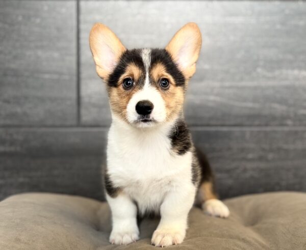 [#N06241]  - Black and Tan M Pembroke Welsh Corgi Puppies for Sale
