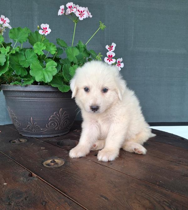 [#26418-03]  - White M Great Pyrenees Puppies for Sale