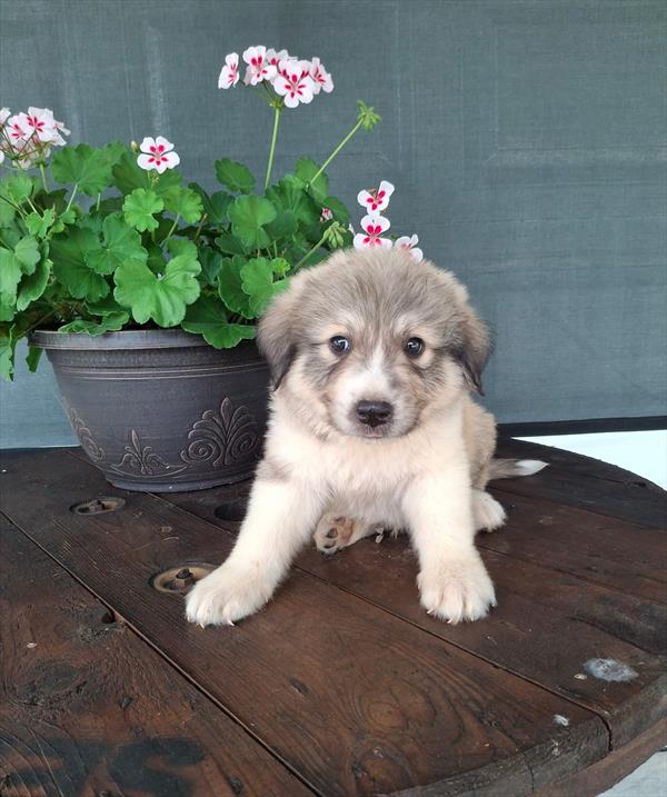 [#26418-05]  - Sable M Great Pyrenees Puppies for Sale