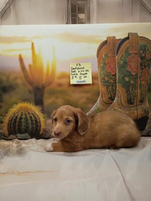 Petland Murfreesboro, Tennessee Dachshund puppy available