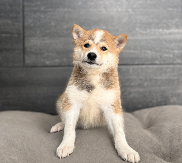 [#261762-02]  - Red M Shiba Inu Puppies for Sale