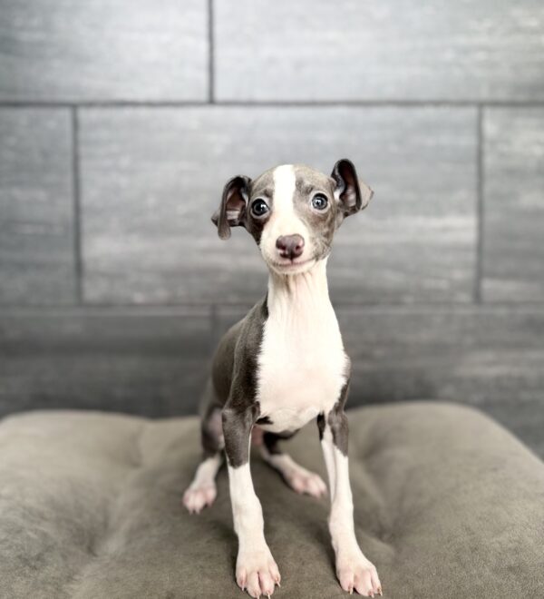[#N07520]  - White and Blue M Italian Greyhound Puppies for Sale