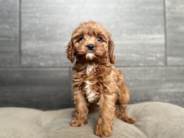 [#26321-01]  - Red M Cavapoo Puppies for Sale