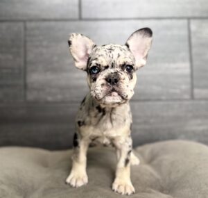 Petland Murfreesboro, Tennessee French Bulldog puppy available