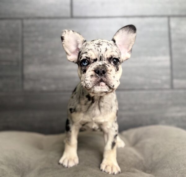 [#261773-03]  - Black Merle F French Bulldog Puppies for Sale