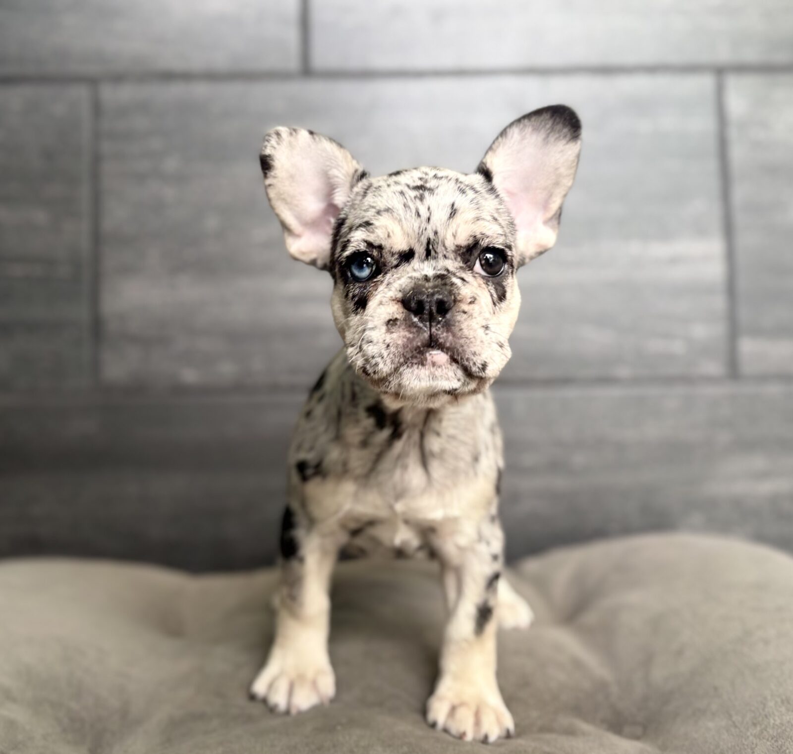 French Bulldog in Clarksville, TN