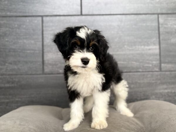 [#261716-02]  - Black M Bernedoodle Mini 2nd Gen Puppies for Sale