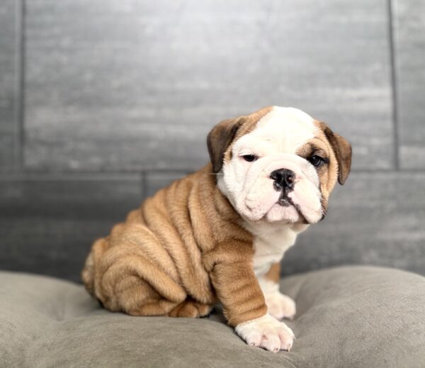 [#26323-01]  - Red / White F Bulldog Puppies for Sale