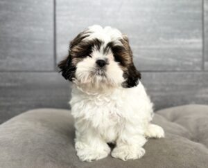 Petland Murfreesboro, Tennessee Shih Tzu puppy available