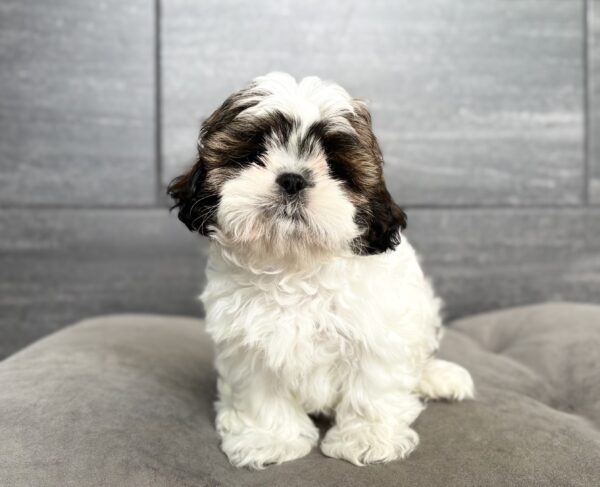 [#2639-01]  - Sable / White M Shih Tzu Puppies for Sale