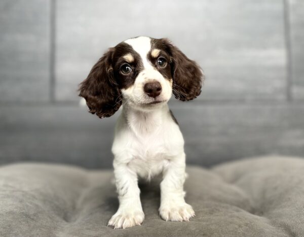 [#2622-01]  - Chocolate / White M Dachshund Puppies for Sale