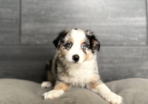 [#2630-01]  - Black Merle M Miniature Australian Shepherd Puppies for Sale