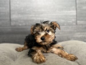 Petland Murfreesboro, Tennessee Yorkshire Terrier puppy available