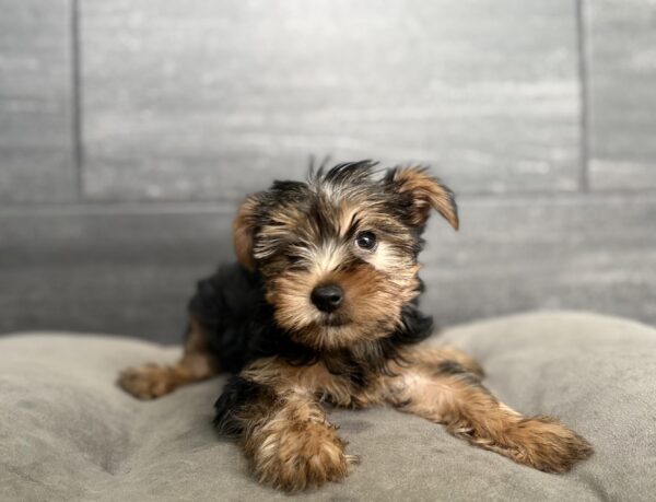 [#2638-02]  - Black / Tan F Yorkshire Terrier Puppies for Sale