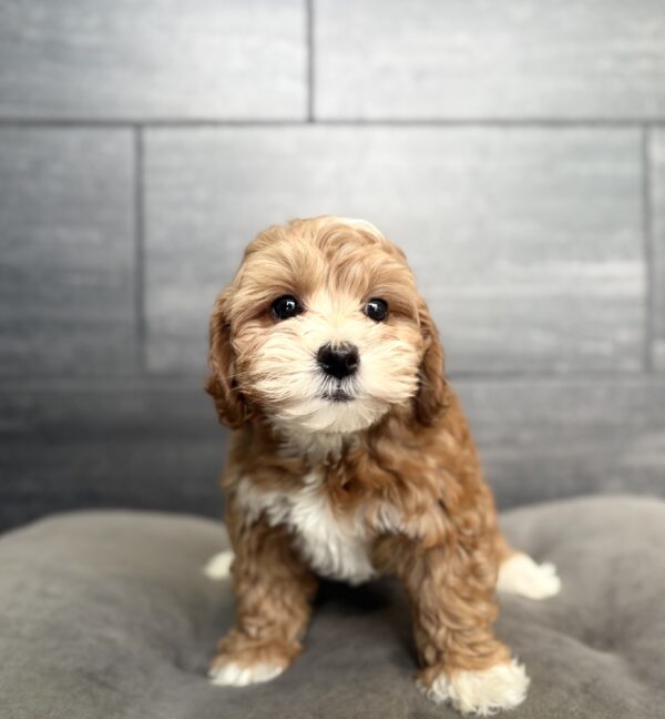 [#261607-04]  - Dark Red F Goldendoodle Mini 2nd Gen Puppies for Sale