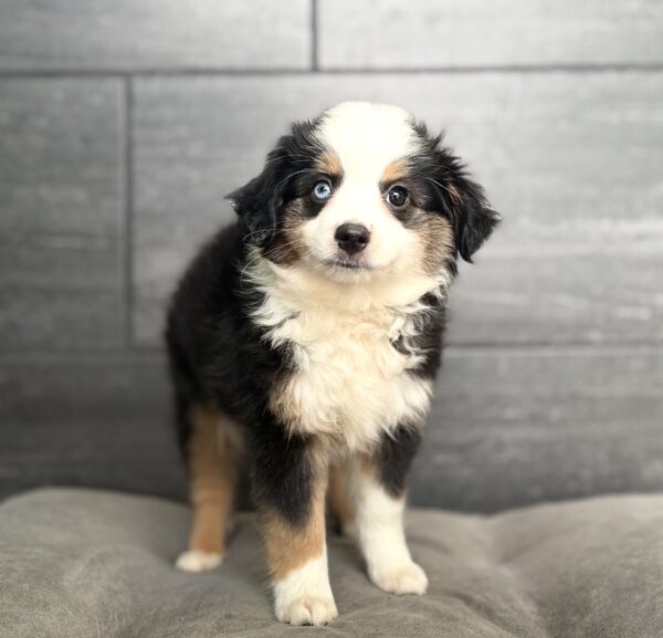 [#261692-06]  - Black / White F Miniature Australian Shepherd Puppies for Sale