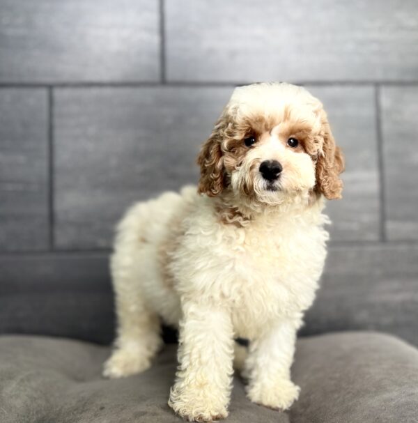[#261626-02]  - Apricot / White M Goldendoodle Mini 2nd Gen Puppies for Sale