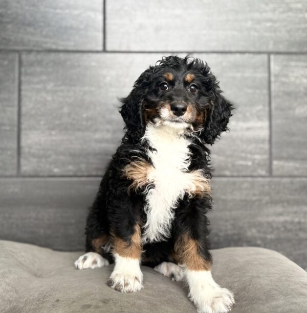 [#261647-05]  - Tri-Colored F Bernedoodle Mini 2nd Gen Puppies for Sale