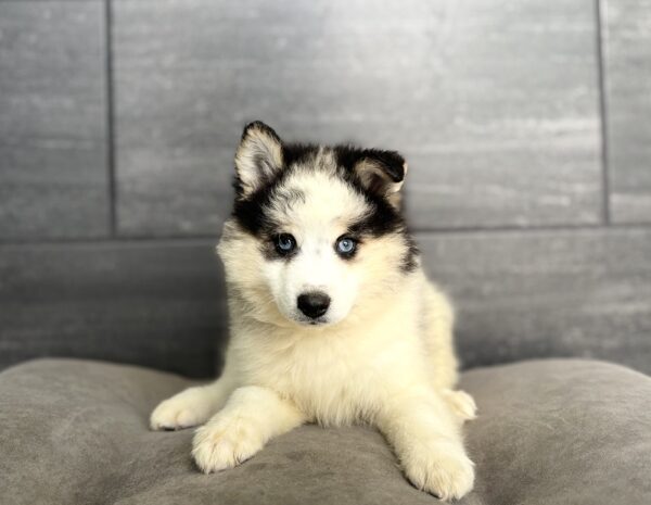 [#261901-02]  - Blue Merle / White M Pomsky 2nd Gen Puppies for Sale