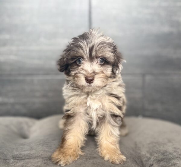 [#26342-07]  - F PomAPoo Puppies for Sale