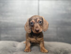Dachshund – 4482