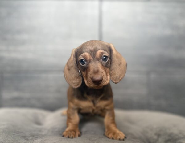 [#26344-02]  - F Dachshund Puppies for Sale
