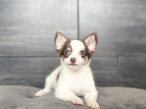 Petland Murfreesboro, Tennessee Chihuahua puppy available