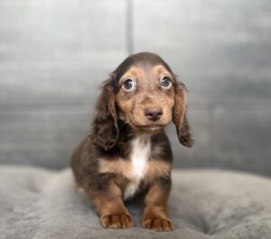 Petland Murfreesboro, Tennessee Dachshund puppy available