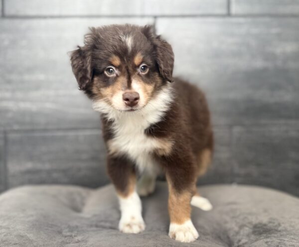 [#N06844]  - Red and White M Miniature Australian Shepherd Puppies for Sale